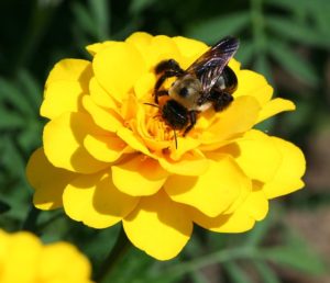 workers' compensation for a bee sting