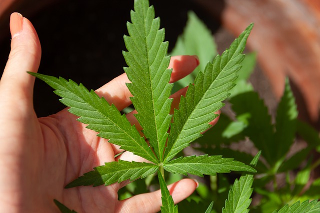 Nannies and Legal Marijuana in New York