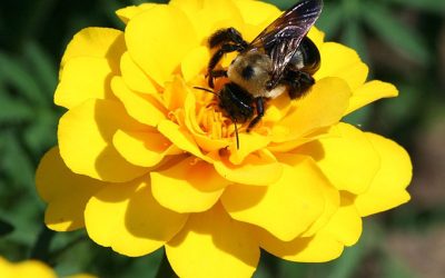 Workers’ Compensation for a Bee Sting?
