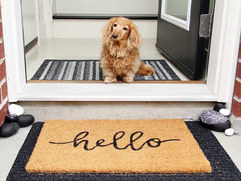 dog waiting at the door